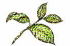 南米産シジュウム葉の画像