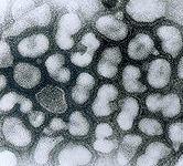 �`�^�C���t���G���U�@�E��