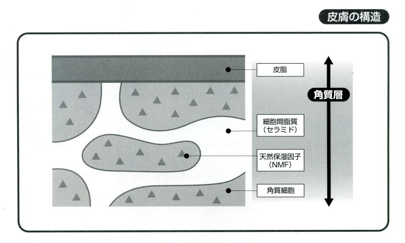 皮膚の構造　図解