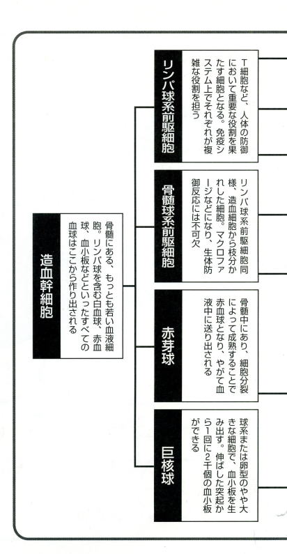 免疫細胞の働き