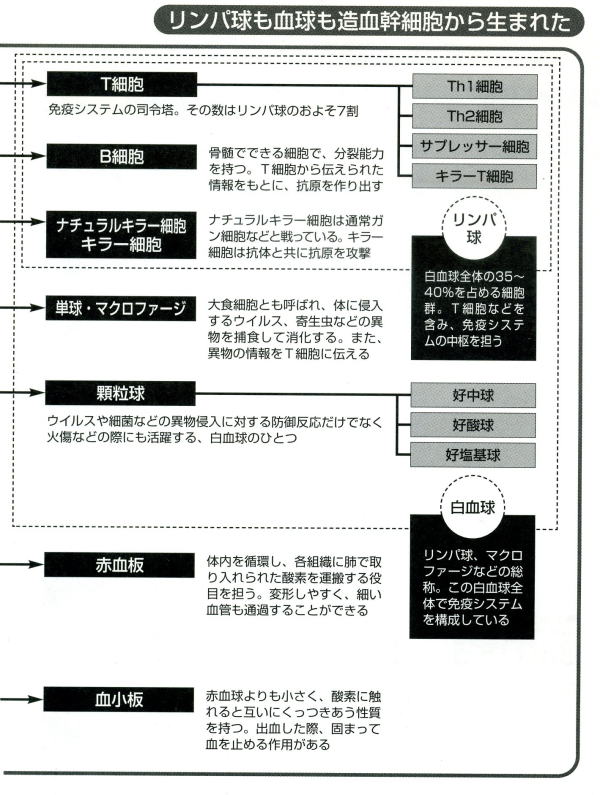 リンパ球も血球も造血幹細胞から生まれた