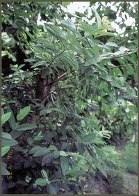 南米産シジュウムの樹木